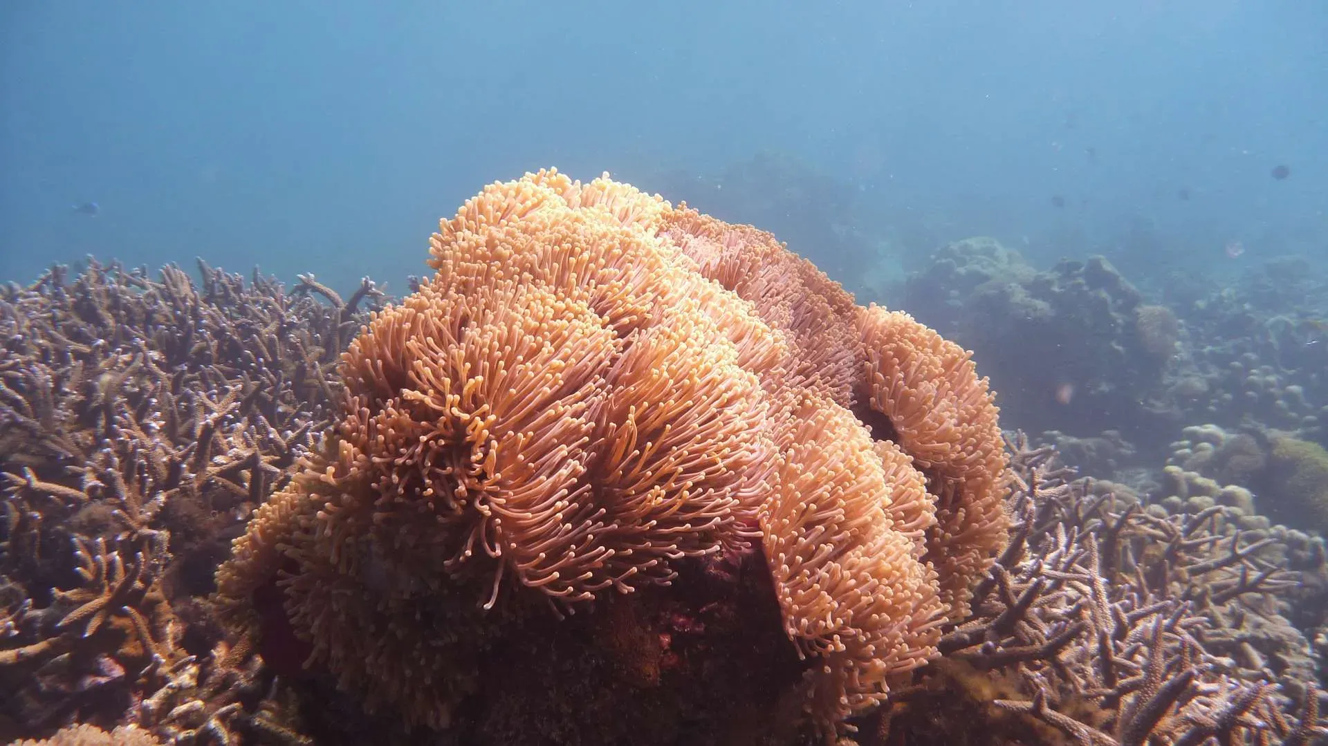 Corail a longs tentacules