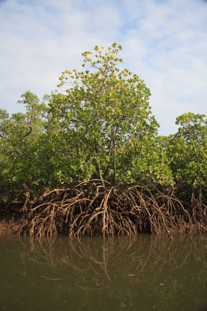 Mangrove