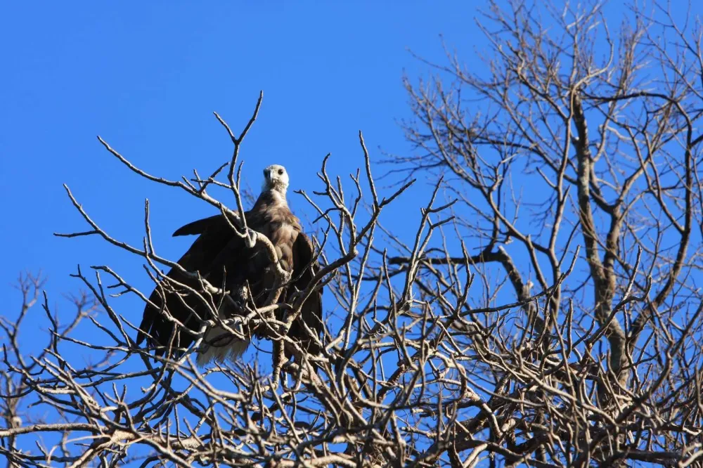 Aigle pêcheur de Madagascar