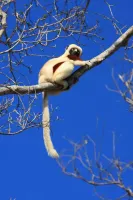Lemurien-Sifaka-(Propithèque-de-Verreaux)-Morambawebp